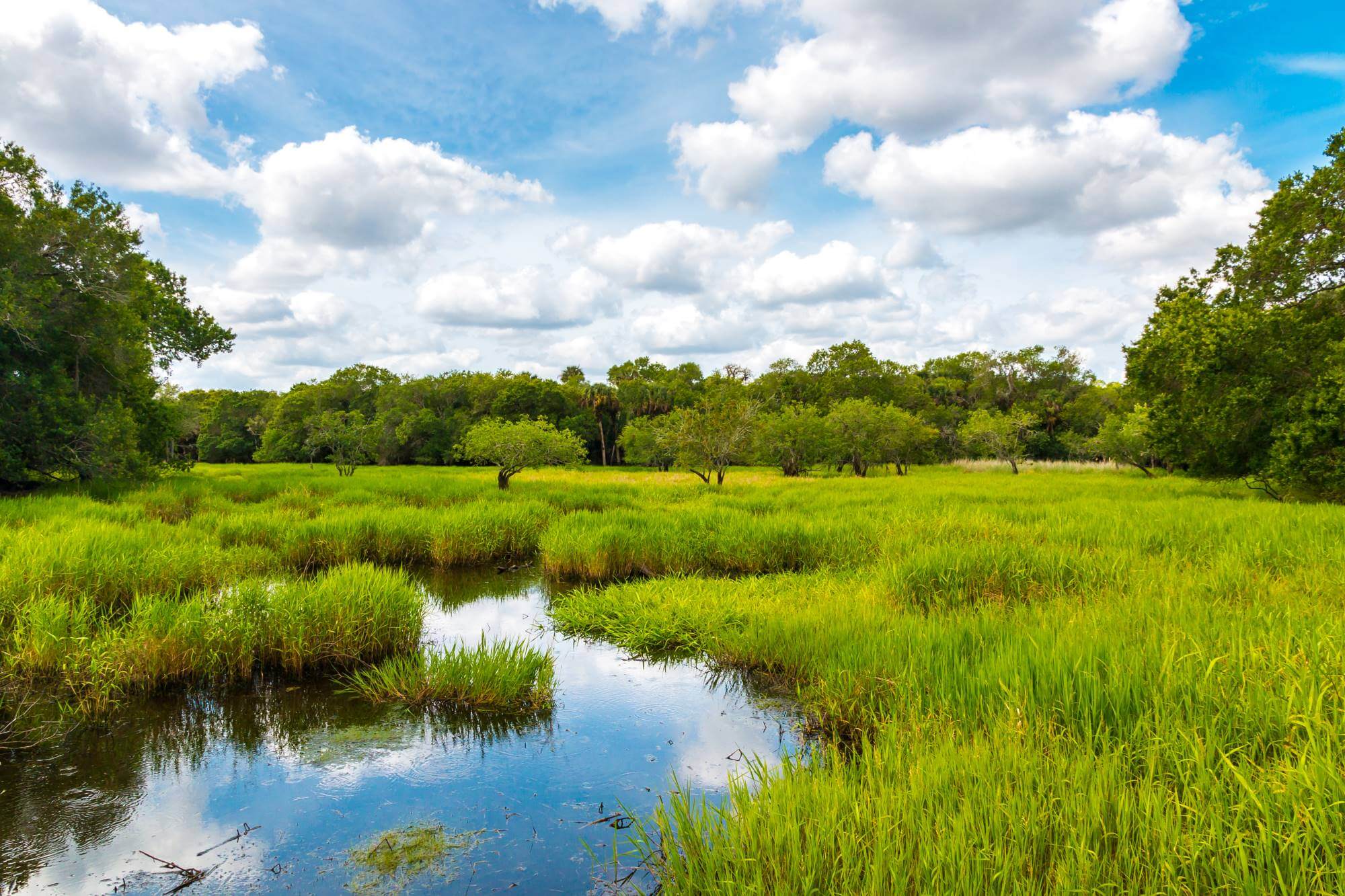A vast, subtropical wetland ecosystem